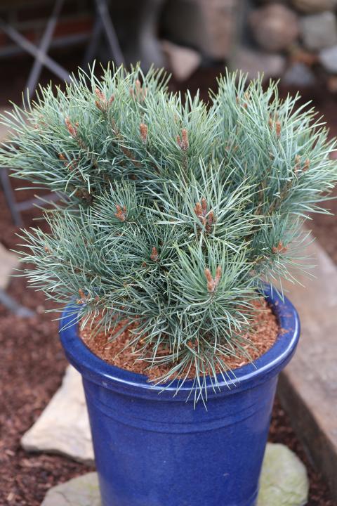 Pinus sylvestris 'Argentea Comp.' - 13152 01