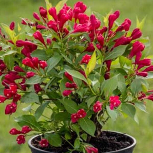 Weigela 'All Summer Red´ 20–30 cm