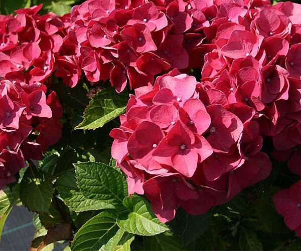 Hydrangea macr. 'Red Baron' 20–30 cm