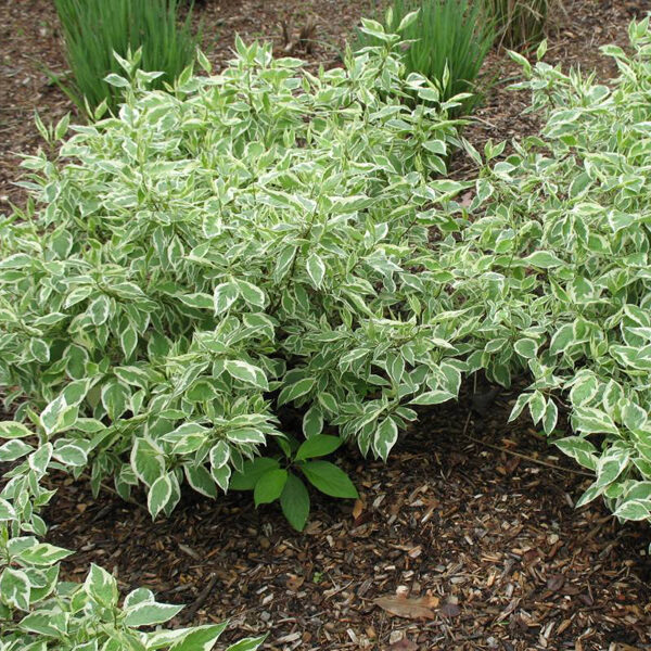 Cornus alba 'Ivory Hallo'® 30–40 cm