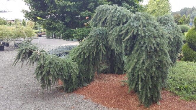 Picea omorika 'Pendula Bruns' 20–30 cm - 44e5fc154523d1a2fdec1ebc22888e70