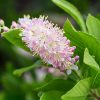 Clethra alnifolia 'Pink Spire' - Kontejner 3 l, v. 20-30 cm