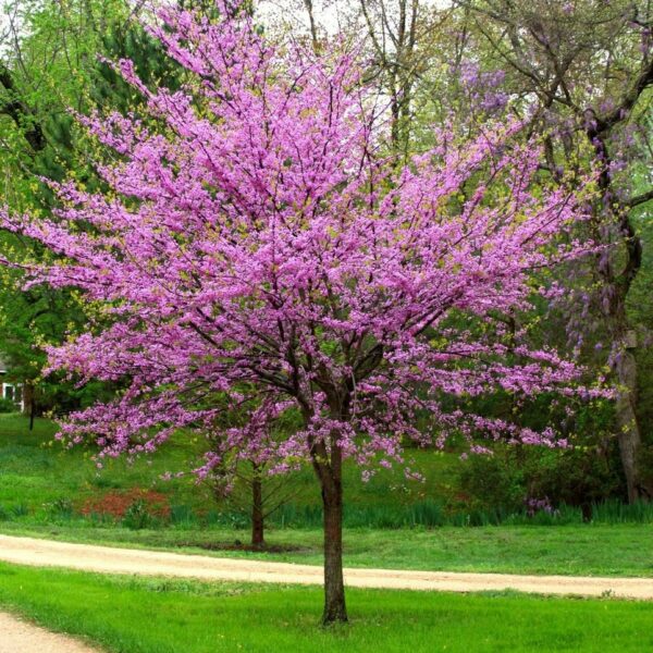 Cercis canadensis 100–120