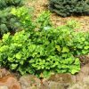 Ginkgo biloba 'Mariken' - Kontejner 15 l, v. kmínku 120 cm (2-letá korunka)