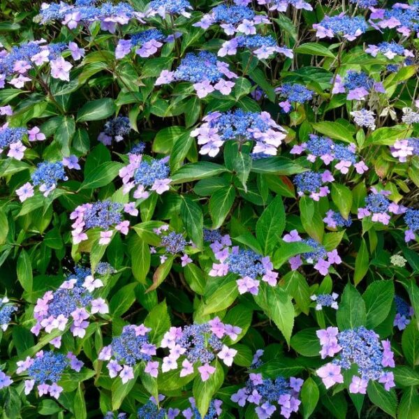 Hydrangea macr. 'Mariesii Perfecta' 20–30 cm