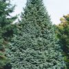 Abies lasiocarpa 'Compacta' - C7,5L-30-40 CM