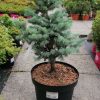 Abies lasiocarpa 'Compacta' - C10L-40-50 CM