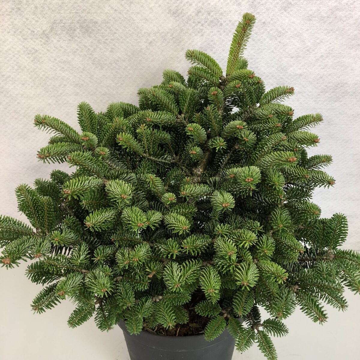 Abies nordmanniana 'Dobřichovice' - Image 1