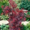 Acer palmatum 'Shaina' - Keř - kontejner 10 l, v. 60-80 cm