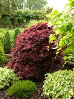 Acer palmatum 'Shaina' - Image 2