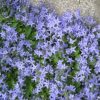 Campanula garganica K 9 - Květináč, pr. 9 cm
