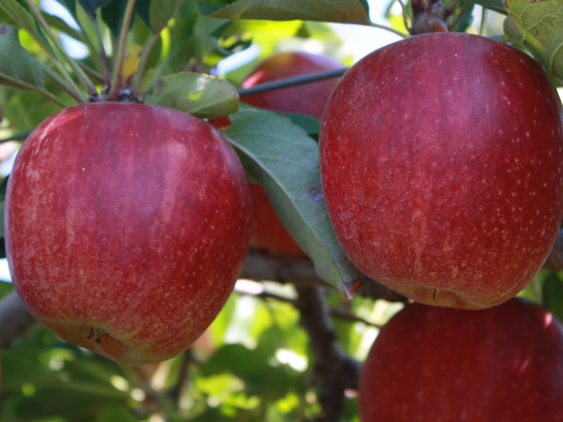 Jabloň ´Royal Gala´ - Apple Royal Gala
