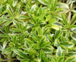 Arabis procurrens 'Old Gold' - Image 2