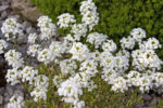 Arabis procurrens 'Old Gold'