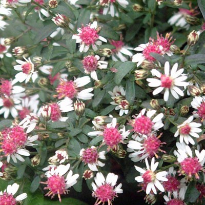 Aster lateriflorus ‘Prince’ K11x11