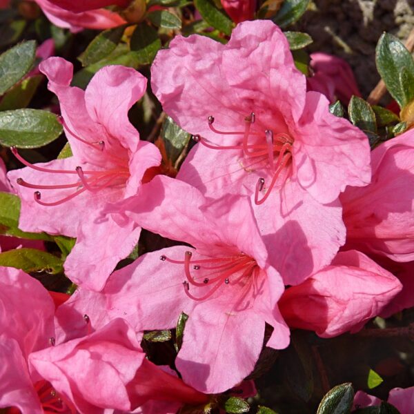 Azalea (J) 'Mad. van Hecke' 60 KM růžová