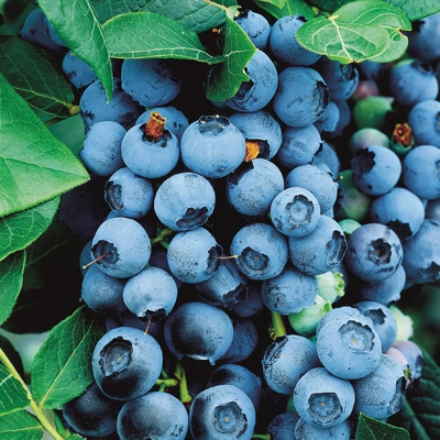 Vaccinium cor. ´Northland´ 20–30 K1,5