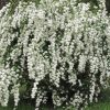 Spiraea vanhouttei - Kontejner 2,5 l, v. 20-30 cm