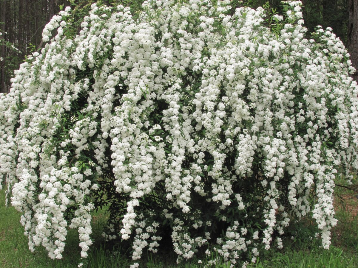 Spiraea vanhouttei - Image 1