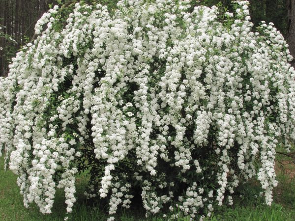 Spiraea vanhouttei - Bridal Wreath or Vanhoutt Spirea IMG 2714 scaled
