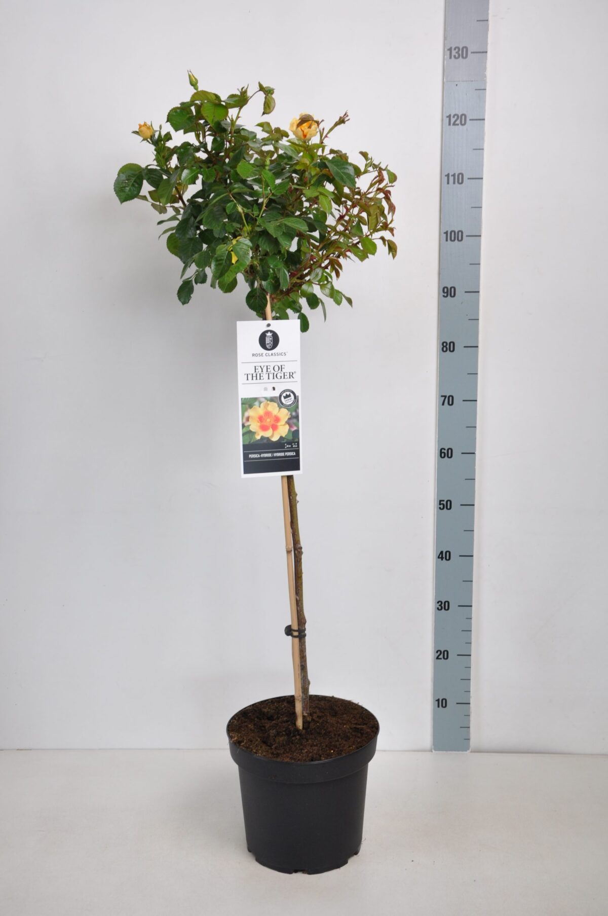Rosa persica 'Eye of the Tiger'-stromková - Image 2