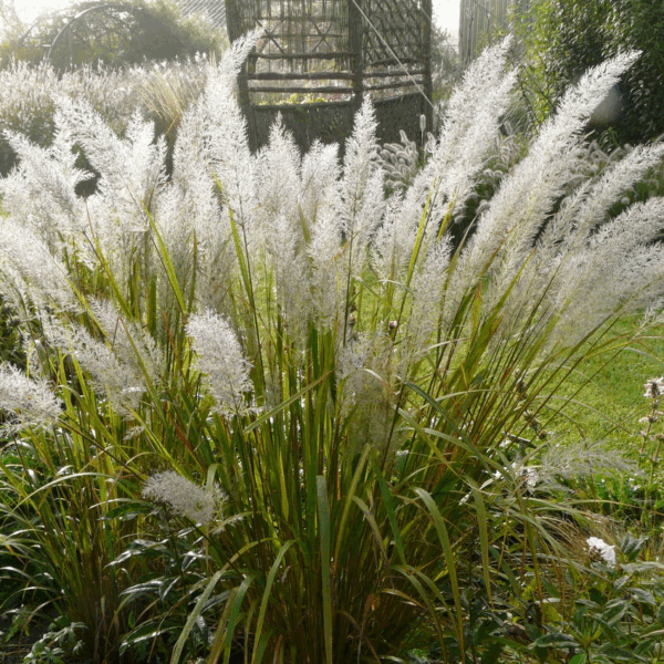 Calamagrostis brachytricha 9x9x8