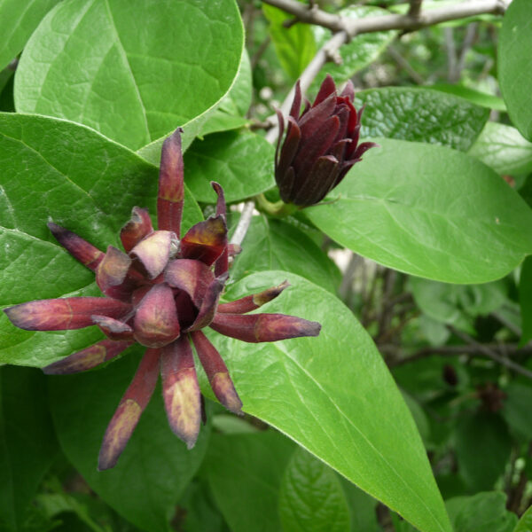Calycanthus fertilis 40–50 cm