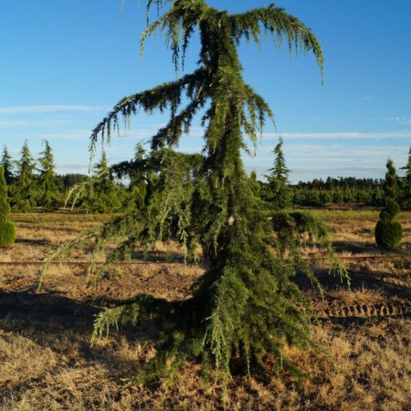 Cedrus libani 'Pendula'125–150 K