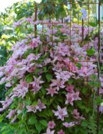 Clematis 'Hagley Hybrid'