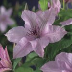 Clematis 'Hagley Hybrid' - Image 2