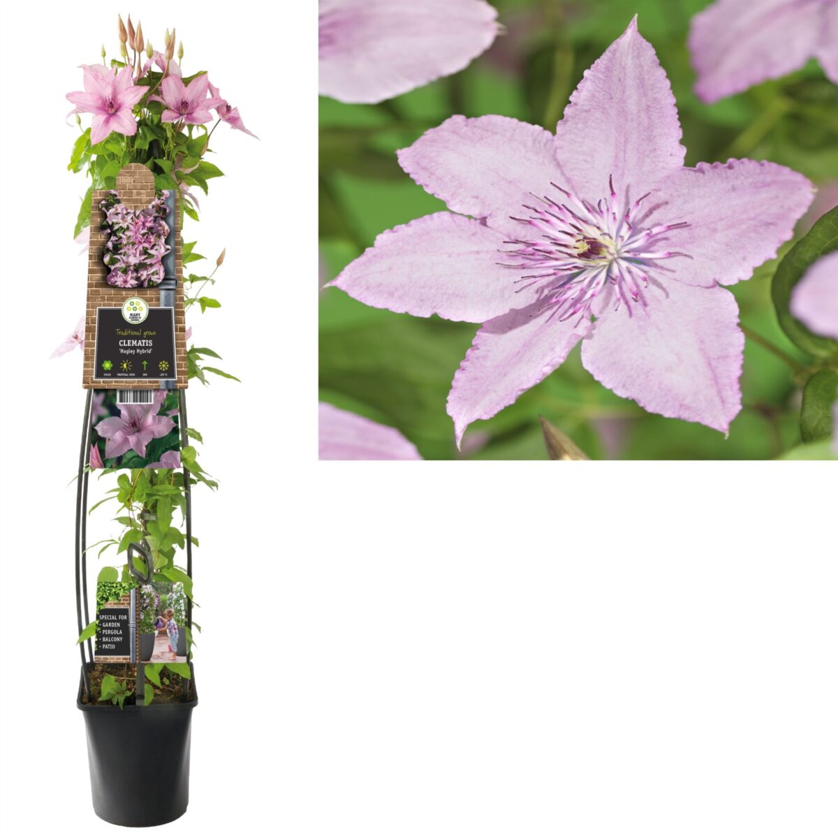 Clematis 'Hagley Hybrid' - Image 3