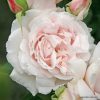 ROSA KORDES, Constanze Mozart® - 2 L