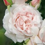 ROSA KORDES, Constanze Mozart®