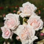 ROSA KORDES, Constanze Mozart® - Image 2