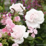 ROSA KORDES, Constanze Mozart® - Image 4