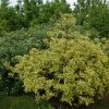 Cornus alba 'Spaethii' - Kontejner 2 l, v. 20-30 cm