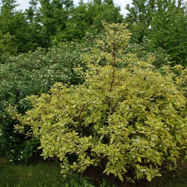 Cornus alba 'Spaethii'