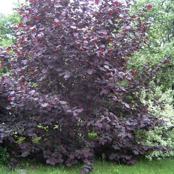 Corylus maxima 'Purpurea'
