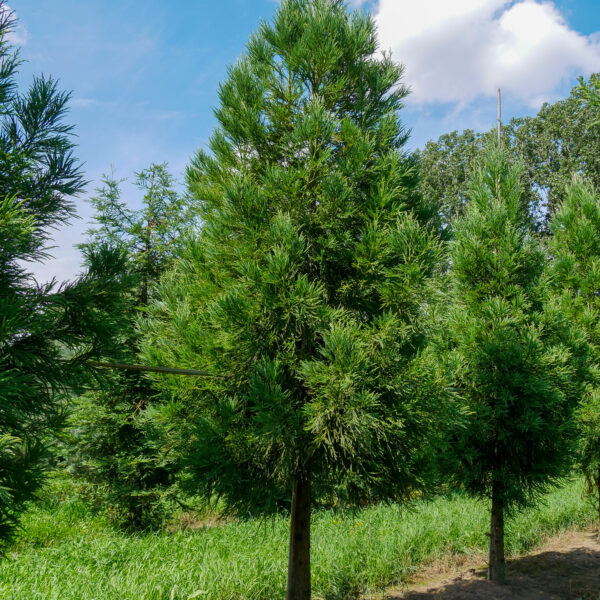 Cryptomeria japonica 'Kitayama'