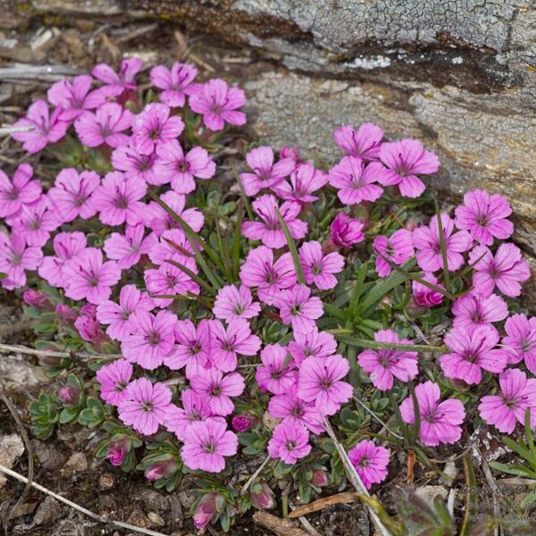 Dianthus myrtinervius