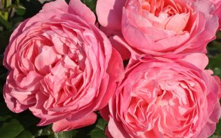 ROSA KORDES 2L Flora Olomouc/Flora Colonia - Flora Cologna 2