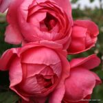 ROSA KORDES 'Gartenprinzessin Marie-José'® - Image 2