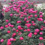 ROSA KORDES 'Gartenprinzessin Marie-José'® - Image 3