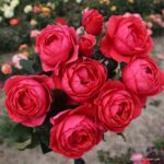 ROSA KORDES 'Gartenprinzessin Marie-José'® - Image 4