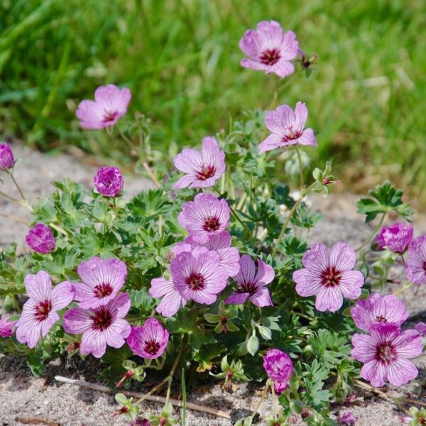 Geranium cinereum 'Ballerina'