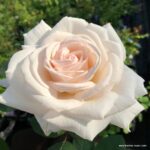 ROSA KORDES 'Gräfin Elke zu Rantzau'®