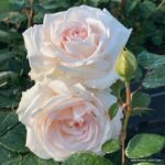 ROSA KORDES 'Gräfin Elke zu Rantzau'® - Image 2
