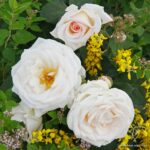ROSA KORDES 'Gräfin Elke zu Rantzau'® - Image 3