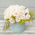 ROSA KORDES 'Gräfin Elke zu Rantzau'® - Image 4