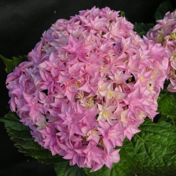 Hydrangea macr. 'Perfection'® 20–30 cm